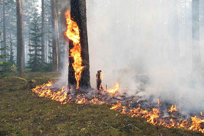 лес горит