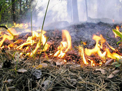 возгорание в лесу